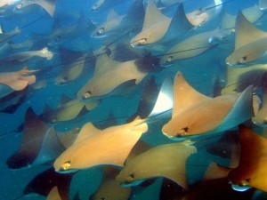 Golden Rays while Scuba Diving