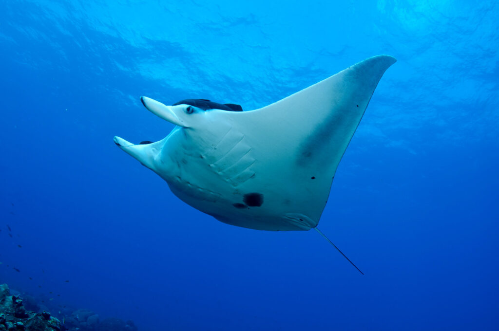 Large manta ray