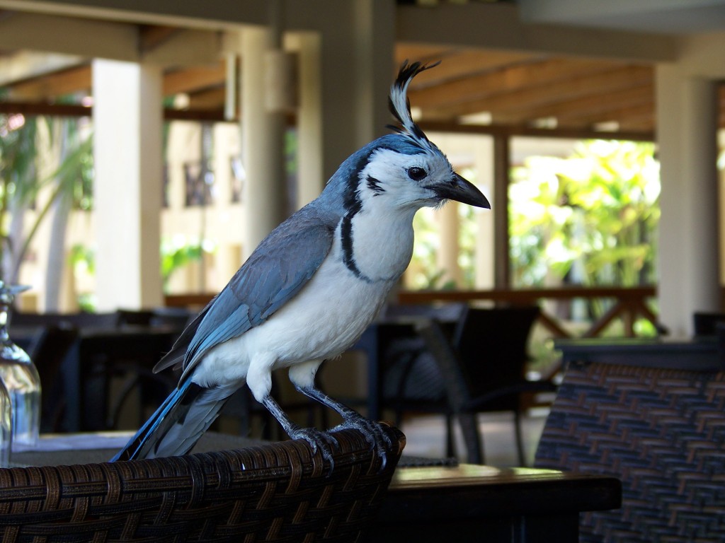 magpie jay