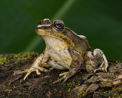 Costa Rica frogs
