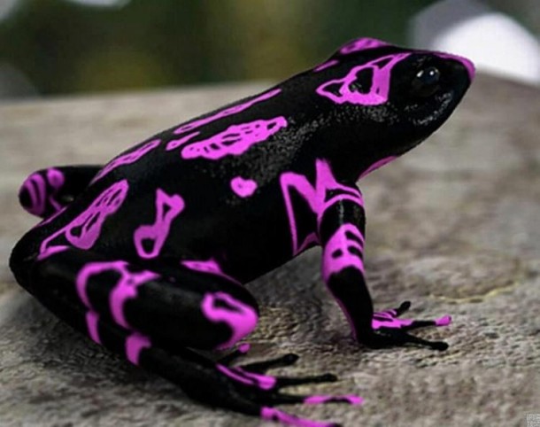 Costa Rica Harlequin Toad