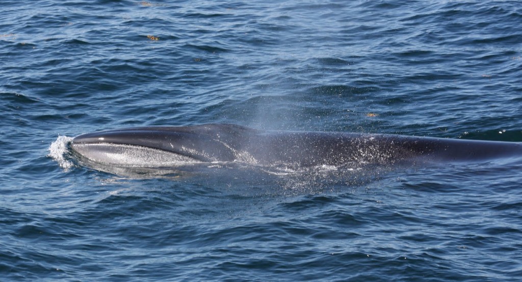 Sei-Whale-3