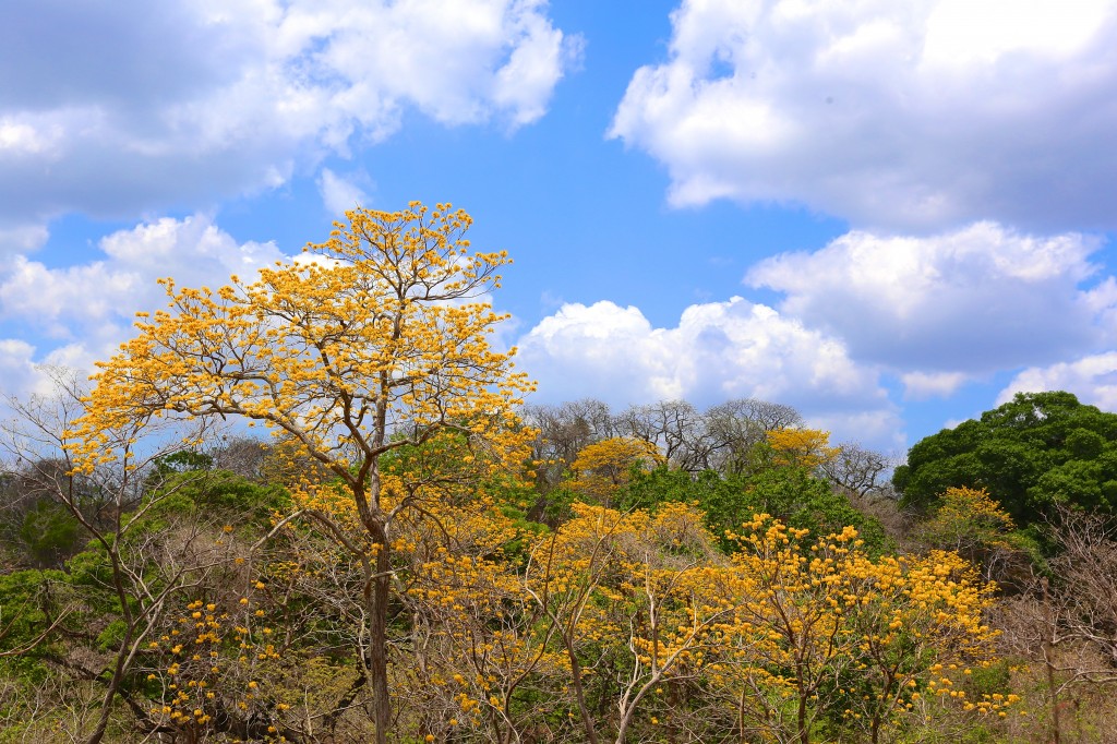 Best time of year to visit Guanacaste is when the trees bloom