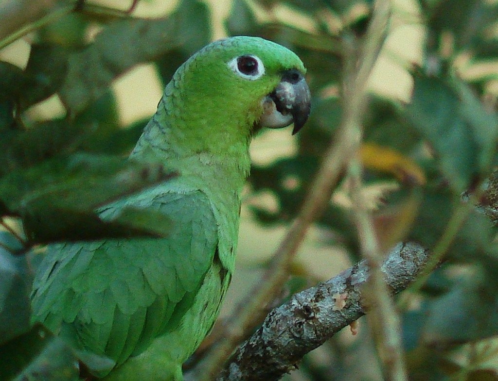 Parrot Costa Rica