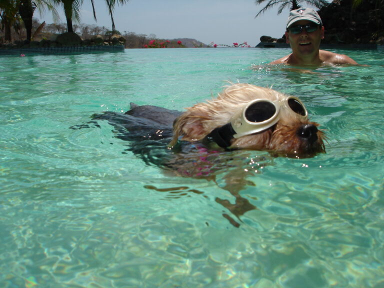 Can I bring Pets to Costa Rica?