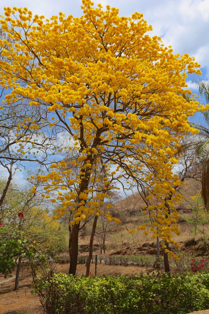 Yellow Flower Tree 4