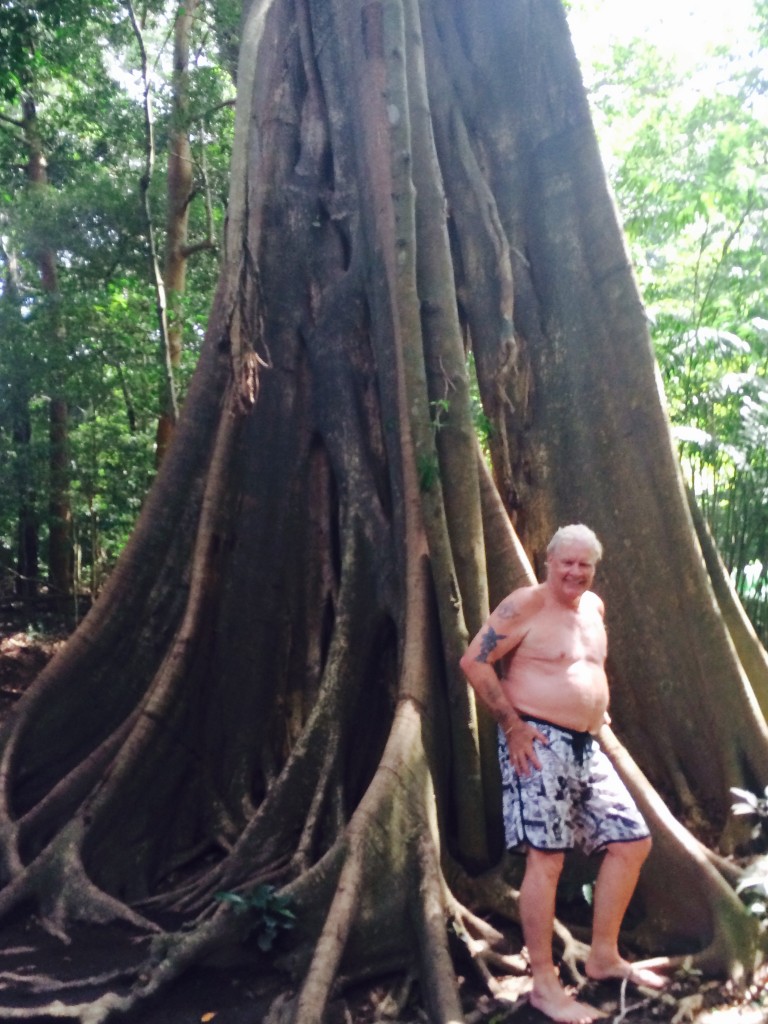 Banyan Tree