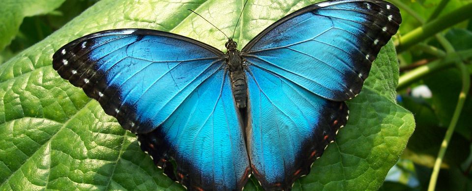 Costa Rica bugs include this morpho butterfly