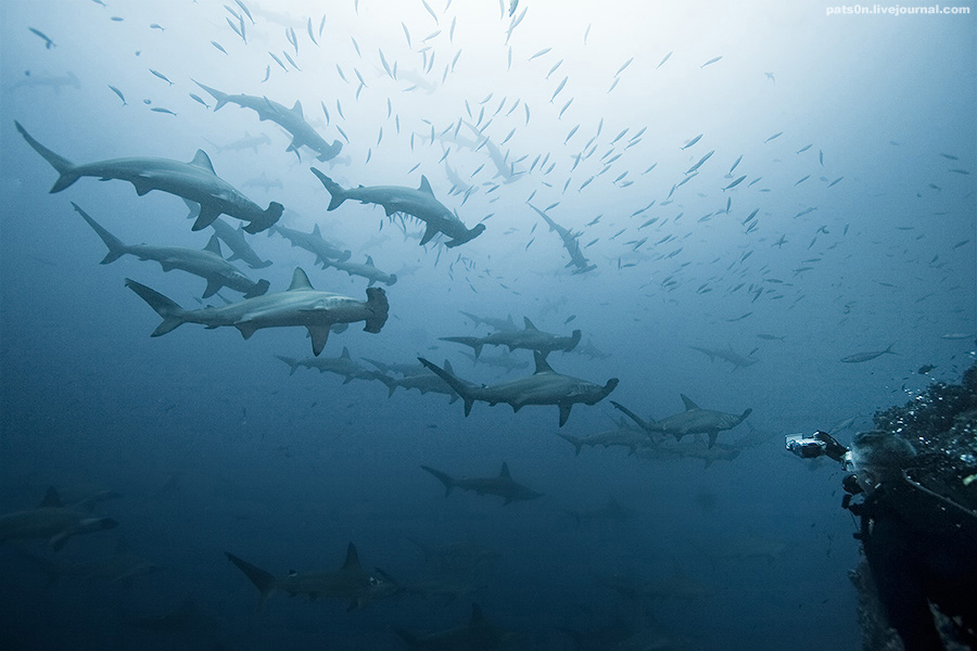 Cocos Island Hammerheads