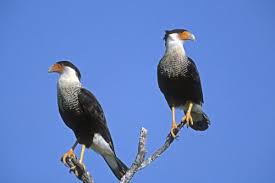 caracara