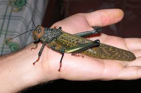 costa-rica-locust