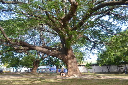 guanacaste-tree