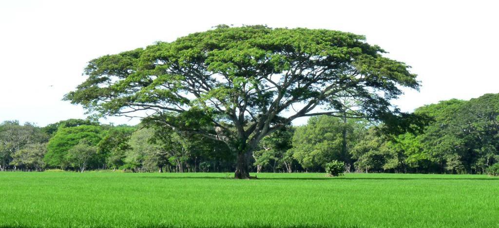 Guanacaste tree 76