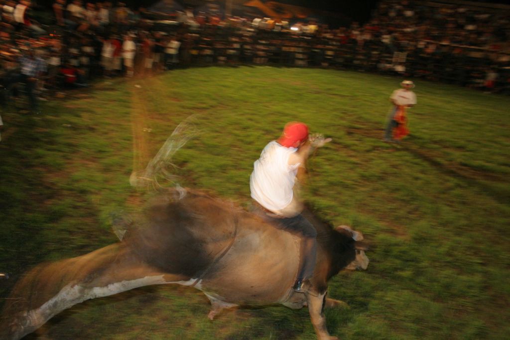 Man riding a bull in Costa Rica