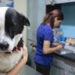 Best Veterinarian in Costa Rica